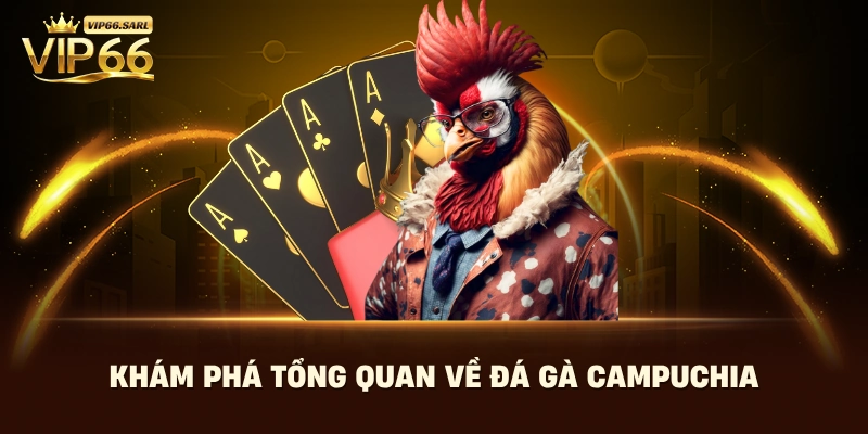 Khám phá tổng quan về đá gà campuchia