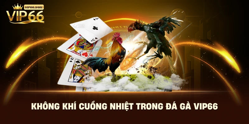 Không khí cuồng nhiệt trong mỗi trận đấu đá gà Vip66